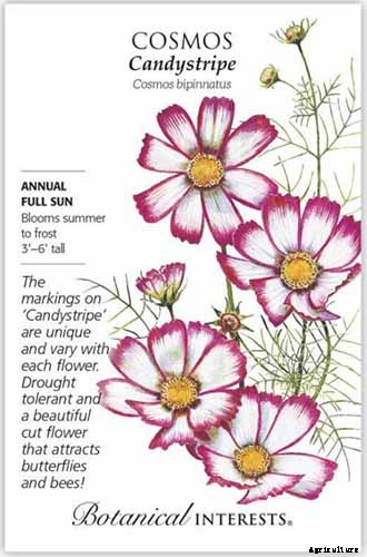 25 of the Best Cosmos Flower Cultivars for Your Yard
