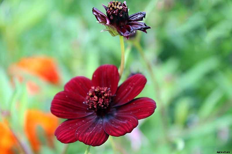 25 of the Best Cosmos Flower Cultivars for Your Yard