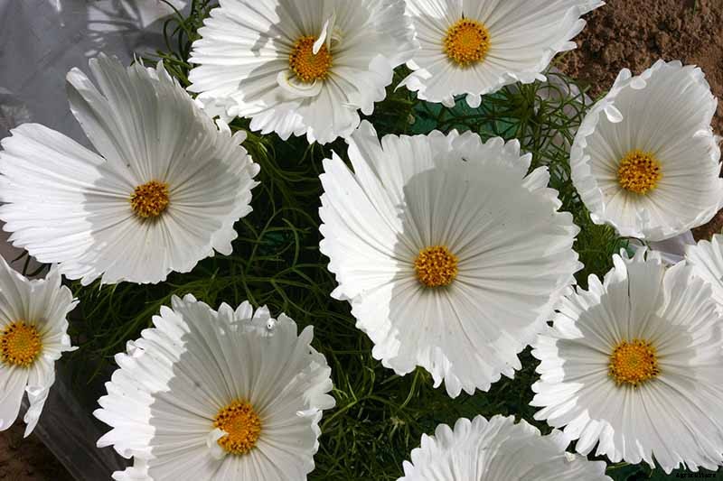 25 of the Best Cosmos Flower Cultivars for Your Yard