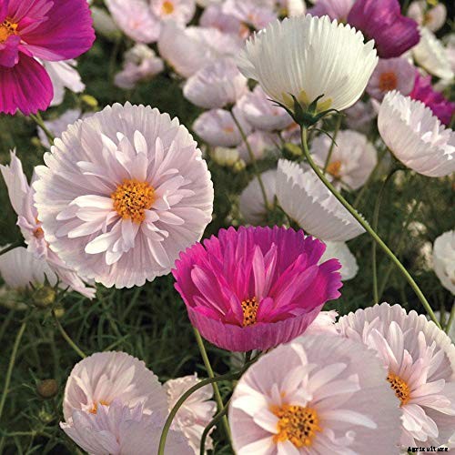 25 of the Best Cosmos Flower Cultivars for Your Yard
