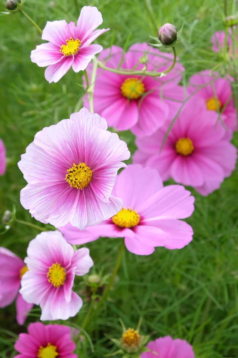 25 of the Best Cosmos Flower Cultivars for Your Yard