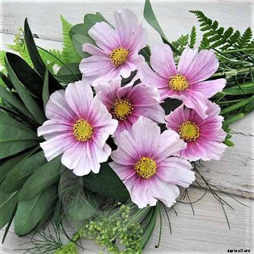 25 of the Best Cosmos Flower Cultivars for Your Yard