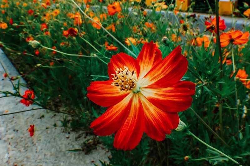 25 of the Best Cosmos Flower Cultivars for Your Yard