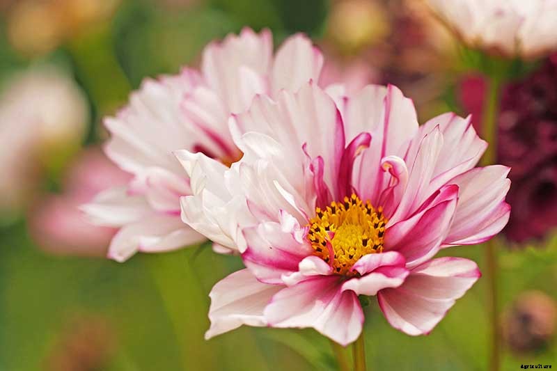 25 of the Best Cosmos Flower Cultivars for Your Yard