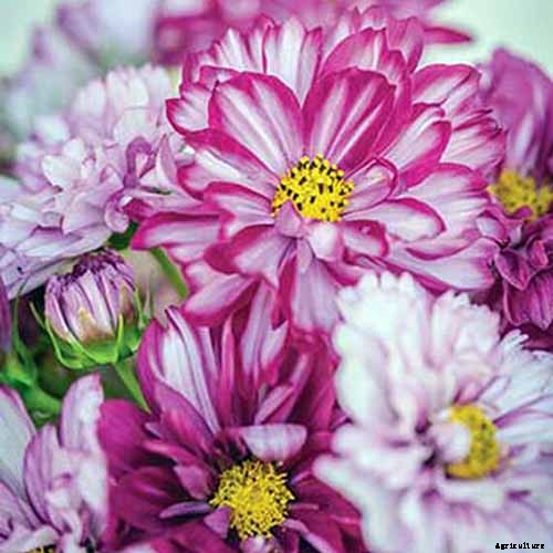 25 of the Best Cosmos Flower Cultivars for Your Yard