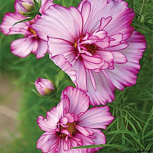 25 of the Best Cosmos Flower Cultivars for Your Yard
