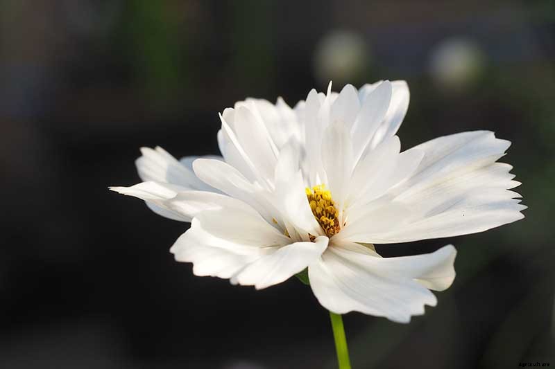 25 of the Best Cosmos Flower Cultivars for Your Yard