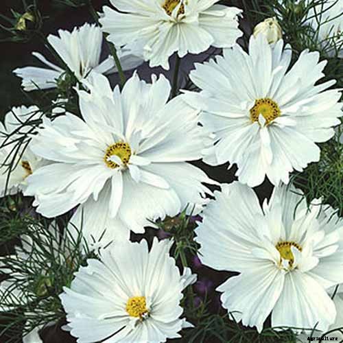 25 of the Best Cosmos Flower Cultivars for Your Yard