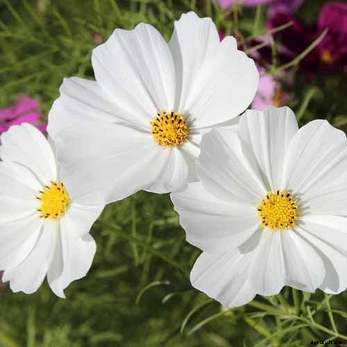25 of the Best Cosmos Flower Cultivars for Your Yard