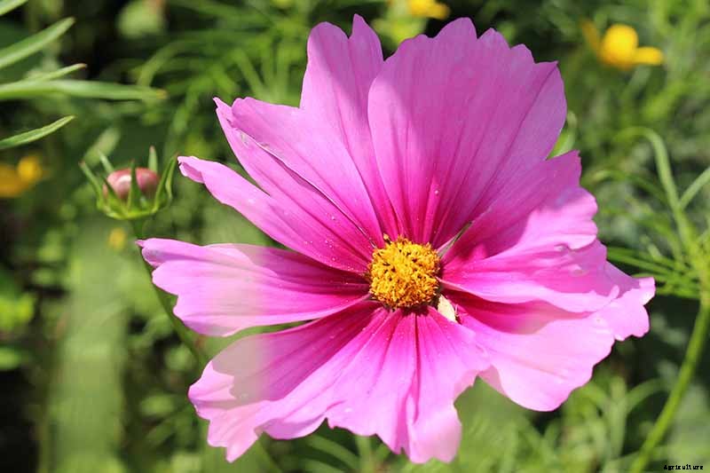 25 of the Best Cosmos Flower Cultivars for Your Yard