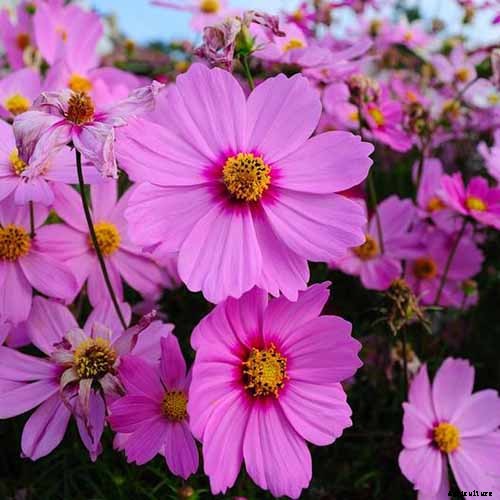 25 of the Best Cosmos Flower Cultivars for Your Yard