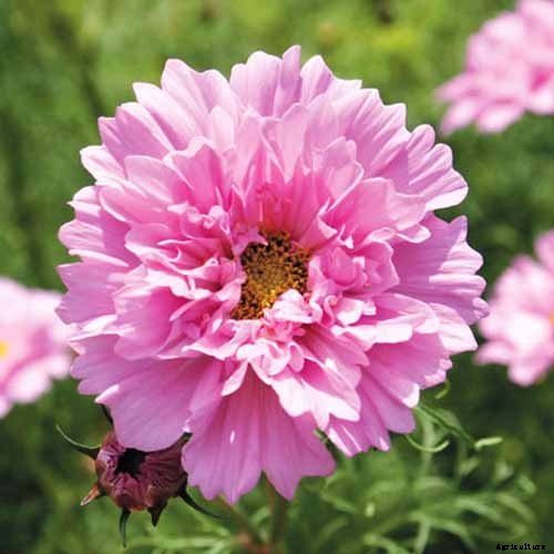 25 of the Best Cosmos Flower Cultivars for Your Yard
