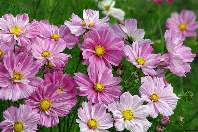 25 of the Best Cosmos Flower Cultivars for Your Yard