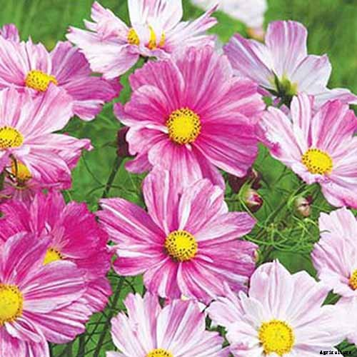25 of the Best Cosmos Flower Cultivars for Your Yard