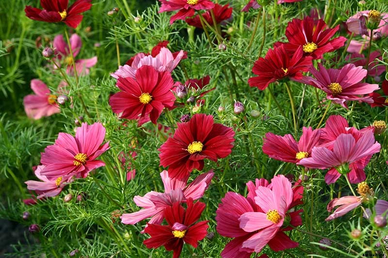 25 of the Best Cosmos Flower Cultivars for Your Yard