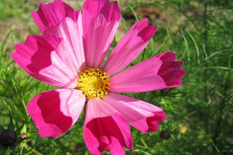 25 of the Best Cosmos Flower Cultivars for Your Yard
