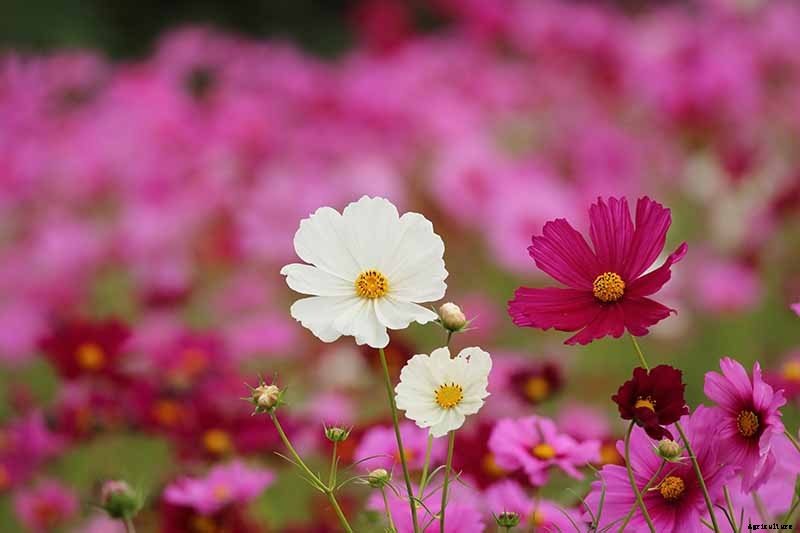 25 of the Best Cosmos Flower Cultivars for Your Yard