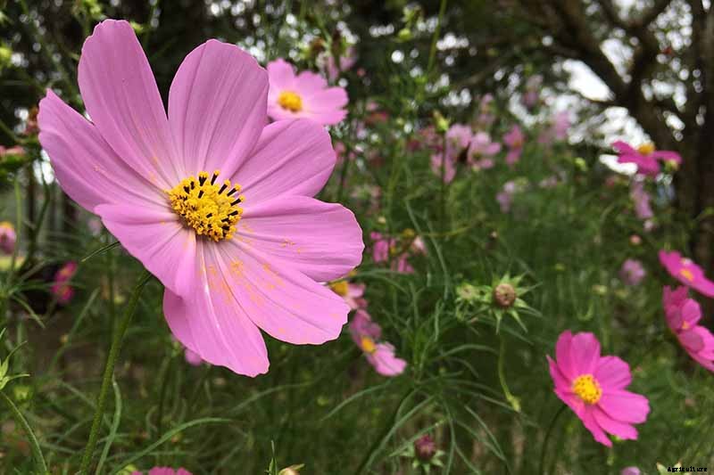 25 of the Best Cosmos Flower Cultivars for Your Yard