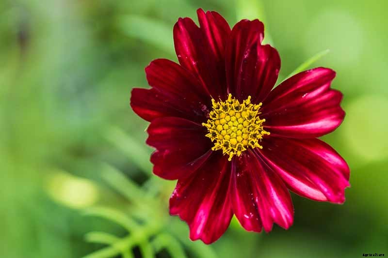 25 of the Best Cosmos Flower Cultivars for Your Yard