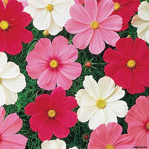 25 of the Best Cosmos Flower Cultivars for Your Yard