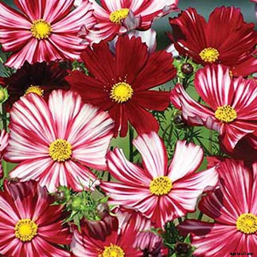 25 of the Best Cosmos Flower Cultivars for Your Yard