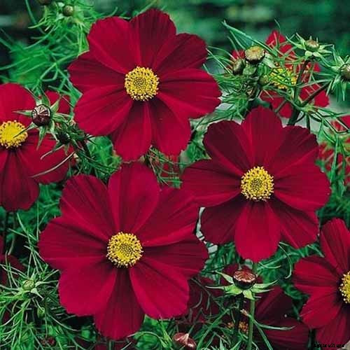 25 of the Best Cosmos Flower Cultivars for Your Yard