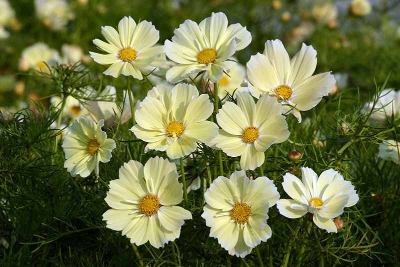 25 of the Best Cosmos Flower Cultivars for Your Yard