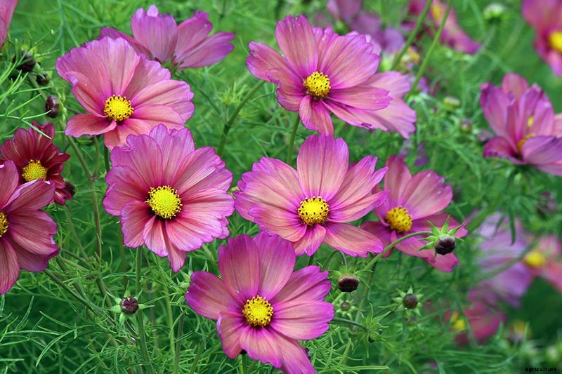 25 of the Best Cosmos Flower Cultivars for Your Yard