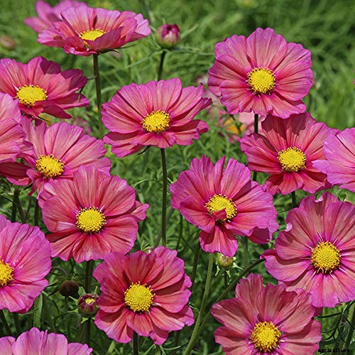 25 of the Best Cosmos Flower Cultivars for Your Yard