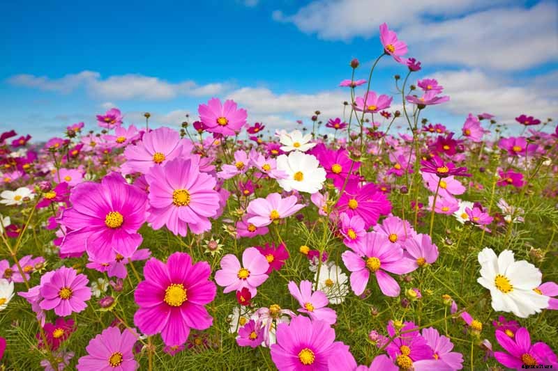 25 of the Best Cosmos Flower Cultivars for Your Yard