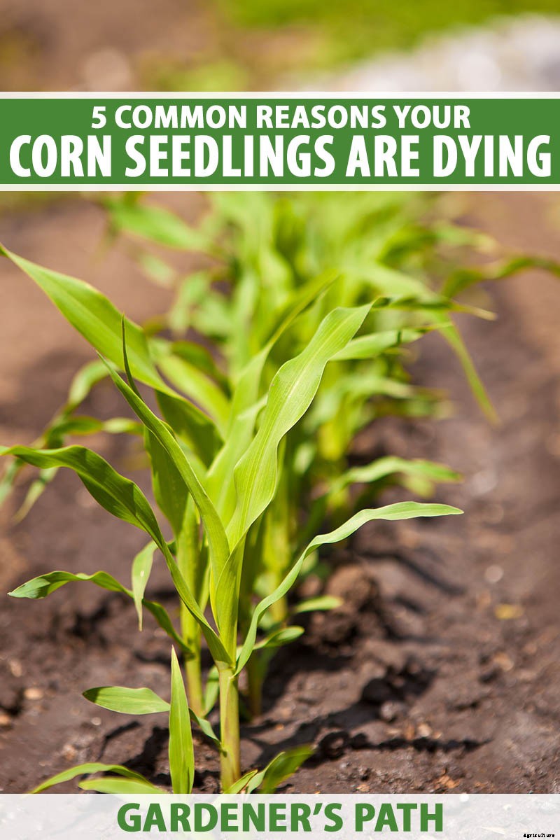 Why Are My Corn Seedlings Dying? 5 Common Reasons