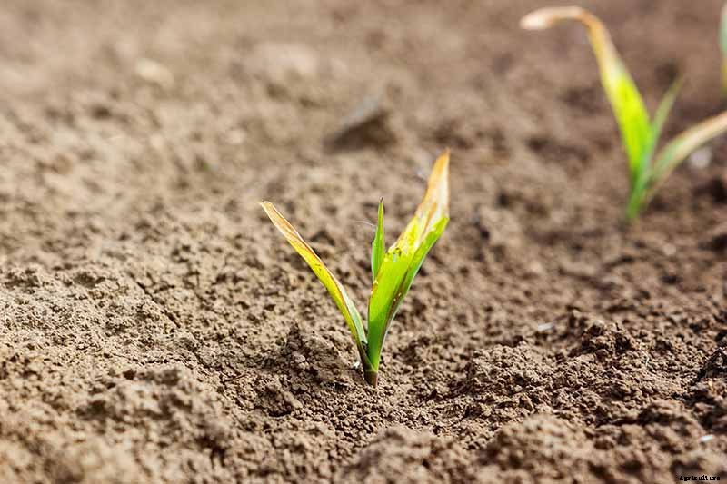Why Are My Corn Seedlings Dying? 5 Common Reasons