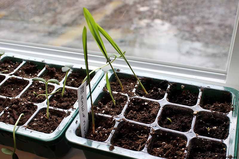 Why Are My Corn Seedlings Dying? 5 Common Reasons