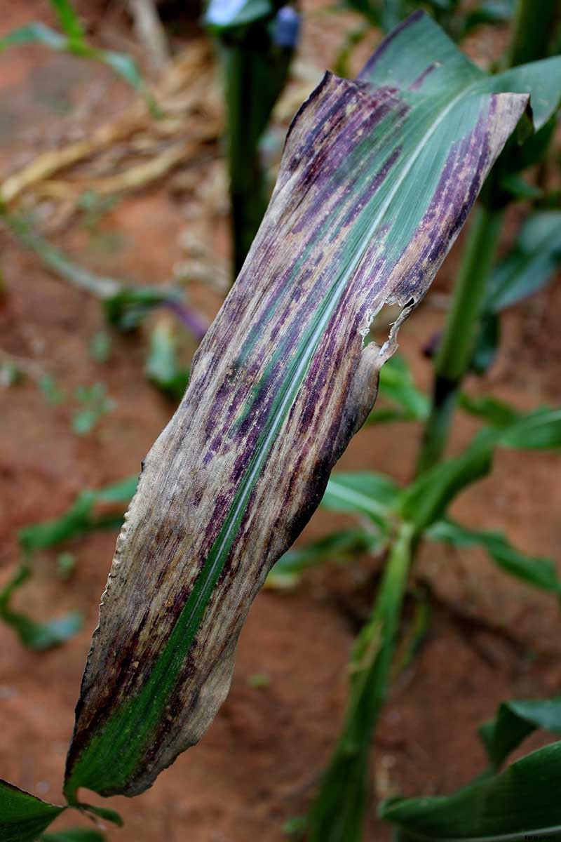 Why Are My Corn Seedlings Dying? 5 Common Reasons