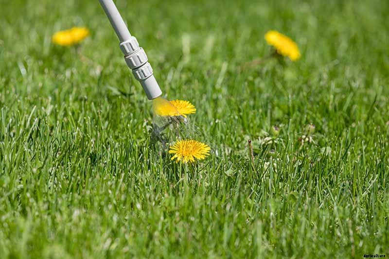 Why Are My Corn Seedlings Dying? 5 Common Reasons