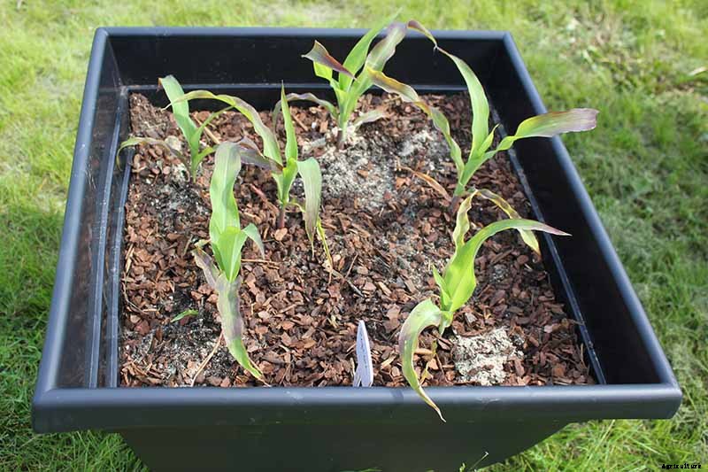 Why Are My Corn Seedlings Dying? 5 Common Reasons