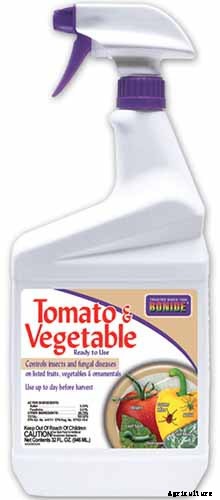 Why Are My Corn Seedlings Dying? 5 Common Reasons