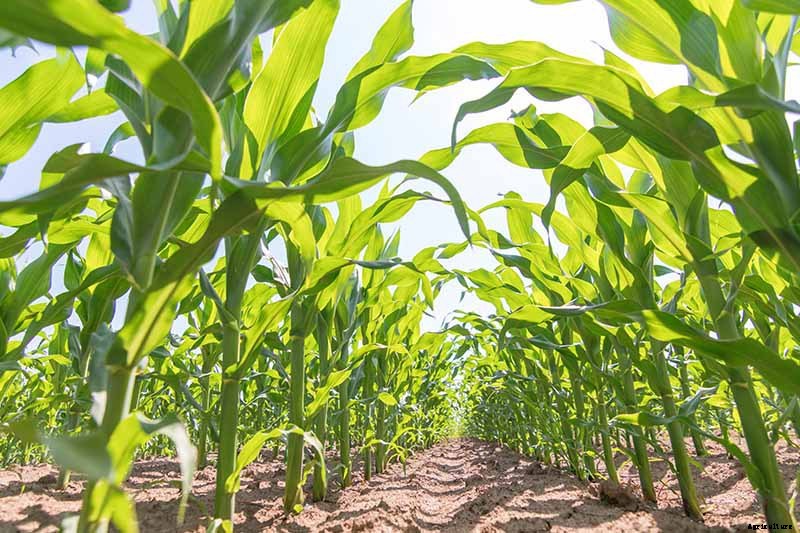 Why Are My Corn Seedlings Dying? 5 Common Reasons