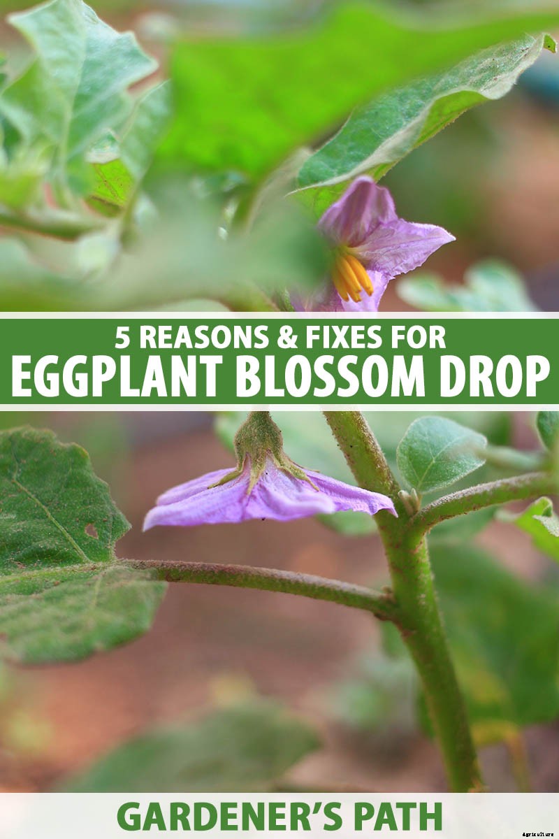 5 Reasons Your Eggplant Blossoms Are Falling Off
