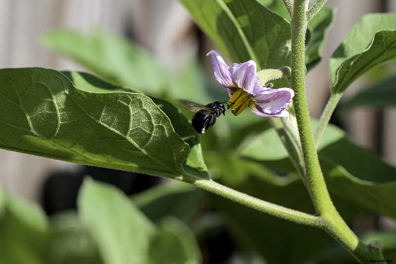5 Reasons Your Eggplant Blossoms Are Falling Off