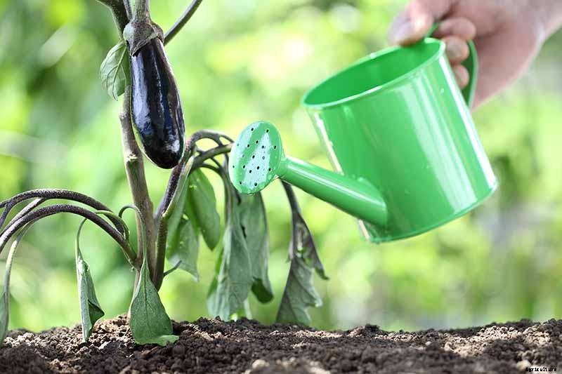 5 Reasons Your Eggplant Blossoms Are Falling Off