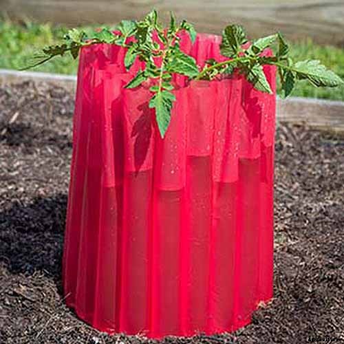 5 Reasons Your Eggplant Blossoms Are Falling Off