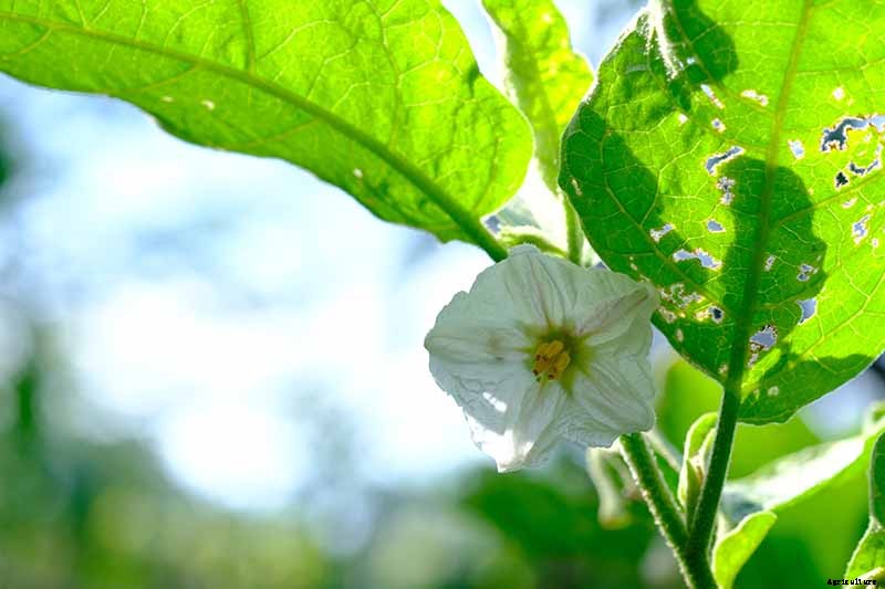 5 Reasons Your Eggplant Blossoms Are Falling Off