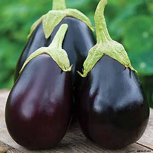 5 Reasons Your Eggplant Blossoms Are Falling Off