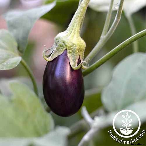 5 Reasons Your Eggplant Blossoms Are Falling Off