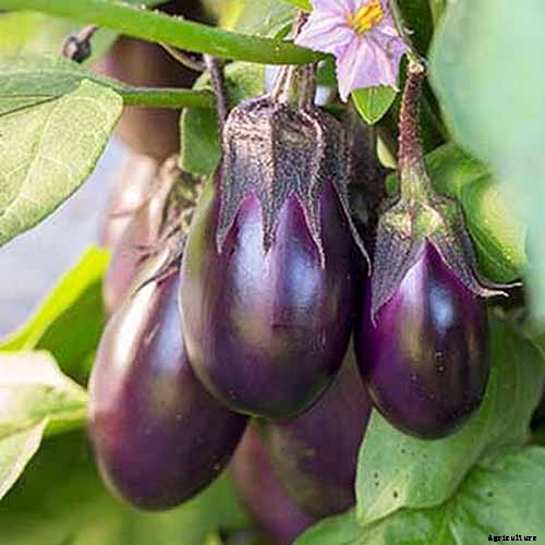 5 Reasons Your Eggplant Blossoms Are Falling Off