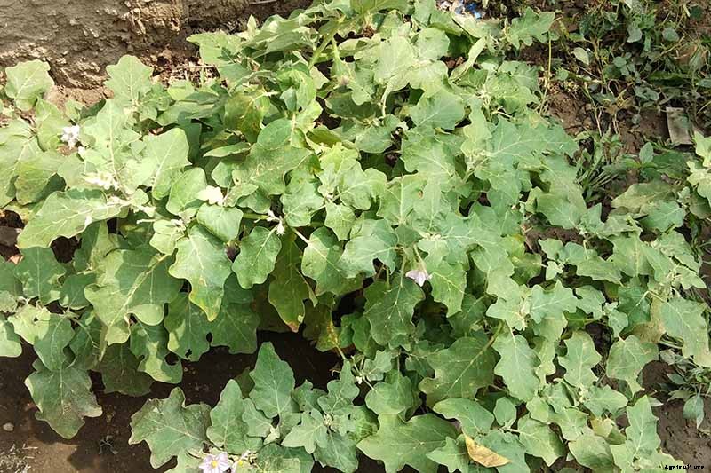5 Reasons Your Eggplant Blossoms Are Falling Off