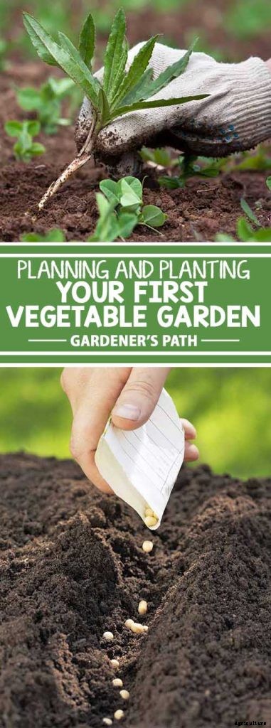 Planting Your First Vegetable Garden: A Beginner’s Guide