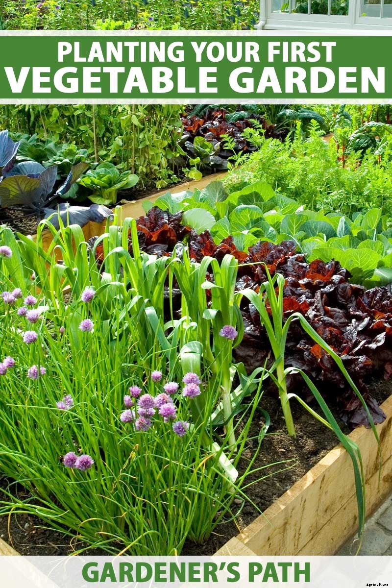 Planting Your First Vegetable Garden: A Beginner’s Guide