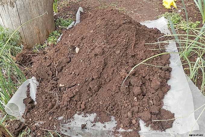 Planting Your First Vegetable Garden: A Beginner’s Guide